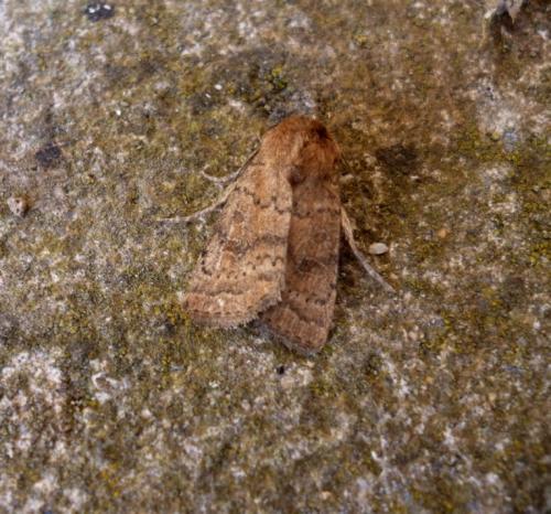 Réf. 259 056 : Hoplodrina octogenaria